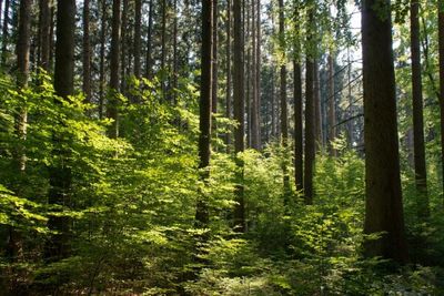assets/images/1/Wald-f8d74584.jpg